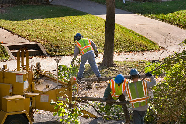 Best Tree Removal  in Royal Palm Beach, FL