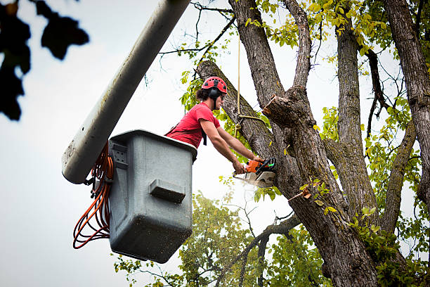 Best Fruit Tree Pruning  in Royal Palm Beach, FL